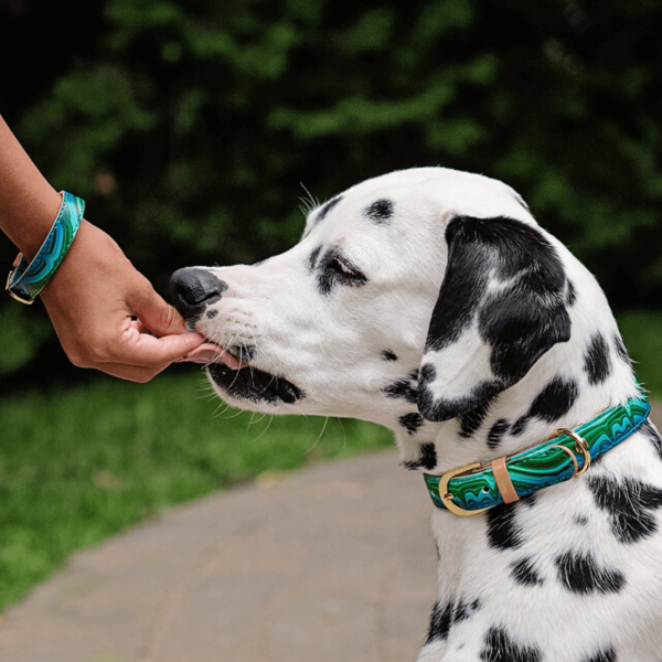 'Magical Malachite' Friendship Collar