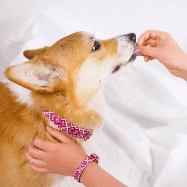 'Pedigree Princess' Friendship Collar - Image 3