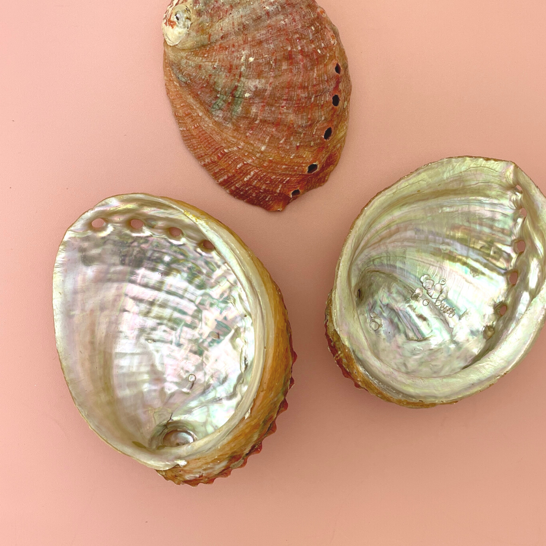 Abalone Sea Shell Smudge Stick Bowl